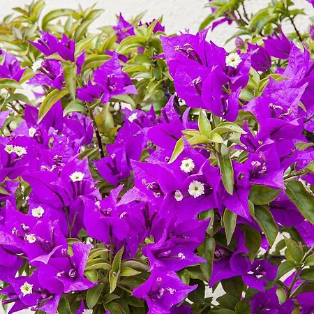 Апартаменты La Glycine *