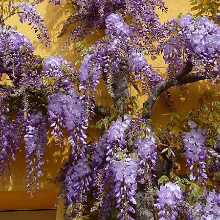 La Glycine Апартаменты *